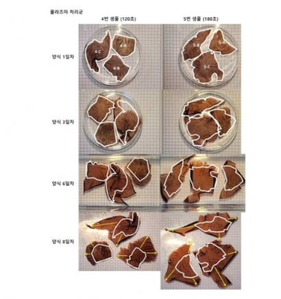 [특허 등록] 플라즈마를 이용한 해조류의 무성생식 증식 방법(method for asexual reproduction of seaweed using plasma)