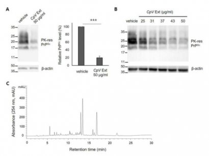 [특허 등록] 단백질응집 기반 프리온 질환 치료를 위한 아출 유래 퓨라노다이에논을 포함하는 약학 조성물(pharmaceutical composition comprising furanodienone derived from curcuma phaeocaulis valeton (zingiberaceae) for prion disease caused by protein aggregation)